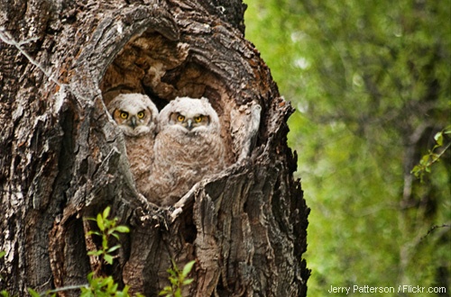 Great horned owlets in tree cavity