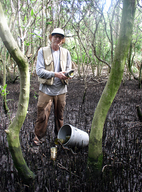 Setting traps for rivulus in Florida mangroves