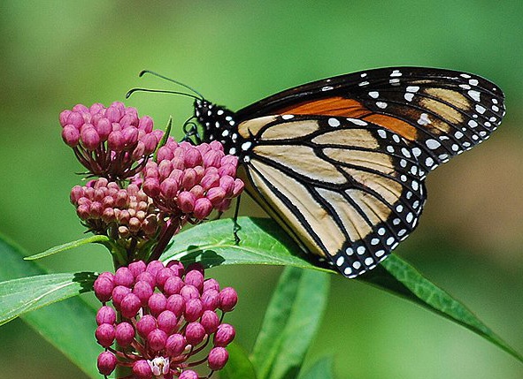 Swamp milkweed and monarch butterfly by Victor Quintanilla