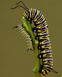 Monarch Caterpillars by Larry Lynch