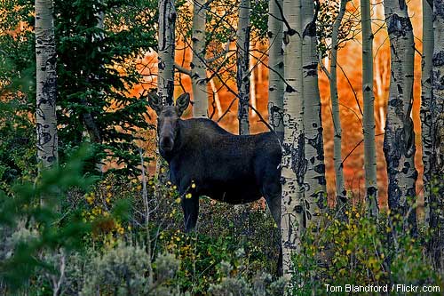 Moose in an aspen grove
