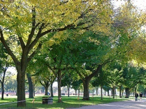 Summer foliage in the National Mall. Flickr photo by Lia.