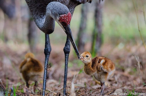 Sandhill crane parent feeding chick
