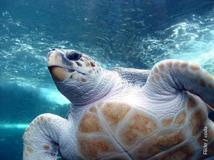 Loggerhead sea turtle. Photo by Damien du Toit.