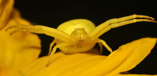 Goldenrod Spider