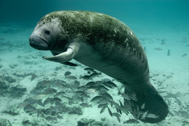 Manatees are protected under the Endangered Species Act. Photo by U.S. FWS.