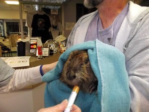 Staffers at the Wildlife Rehabilitation Center of Northern Utah tend to one of the beavers caught in an oil spill. Photo by the Wildlife Rehabilitation Center of Northern Utah.