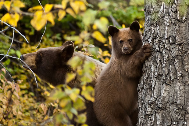 Brown phase black bear cub