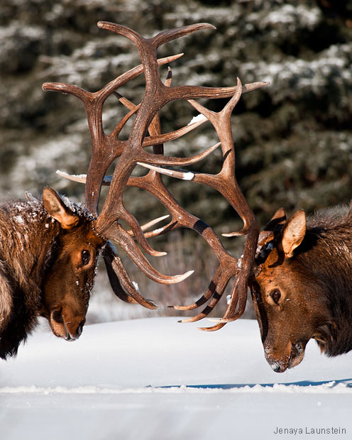 Bull elk, Banff National Park