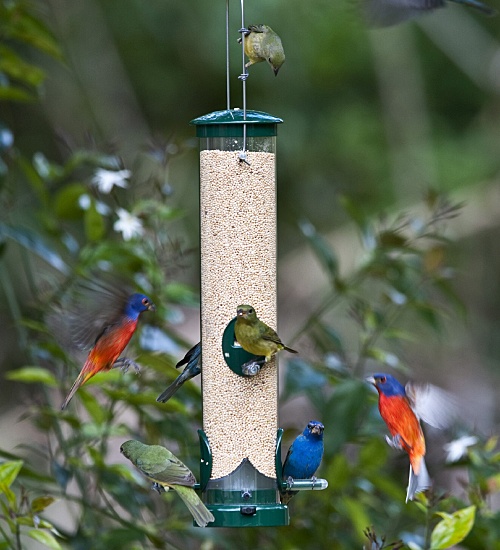 Buntings at bird feeder by Bernard Friel