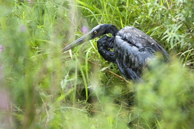 A blue heron covered in tar sands oil from the Kalamazoo River pipeline disaster (Photo: Michigan DEQ)