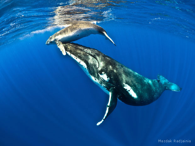 Humpback whale cow with her calf