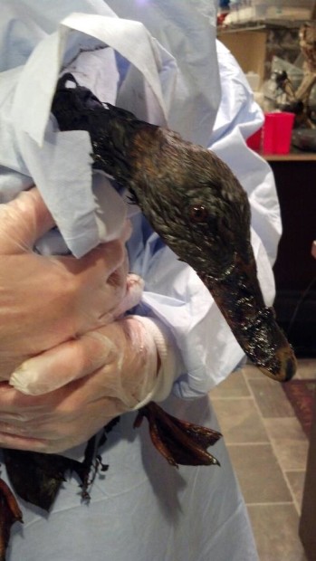 Mallard duck coated in oil, March 2013 (via Arkansas HAWK Center)