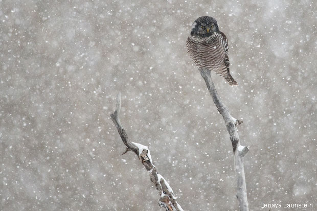 Northern hawk owl in snow