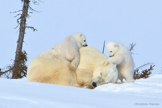 Polar bear cubs and mother, Wapuski National Park, Canada