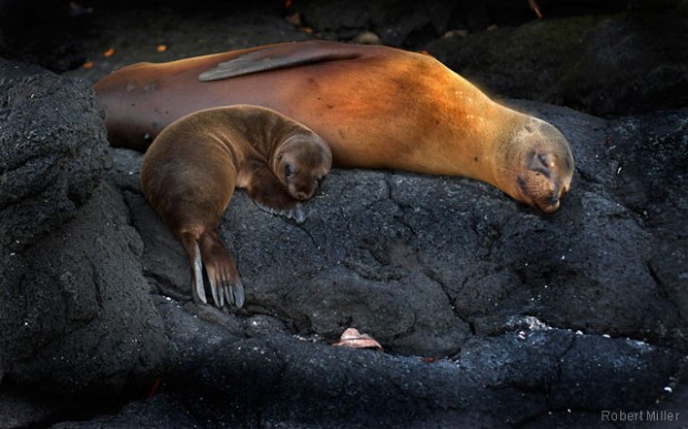 Sea lion and pup sleeping on rocks of Galapagos Islands. Photo by Robert Miller.