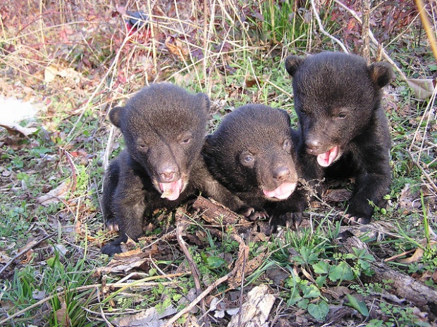baby black bears