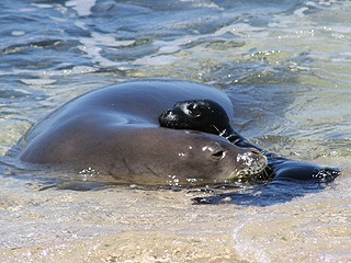 Hawaiian monk seal mom and pup (NOAA)