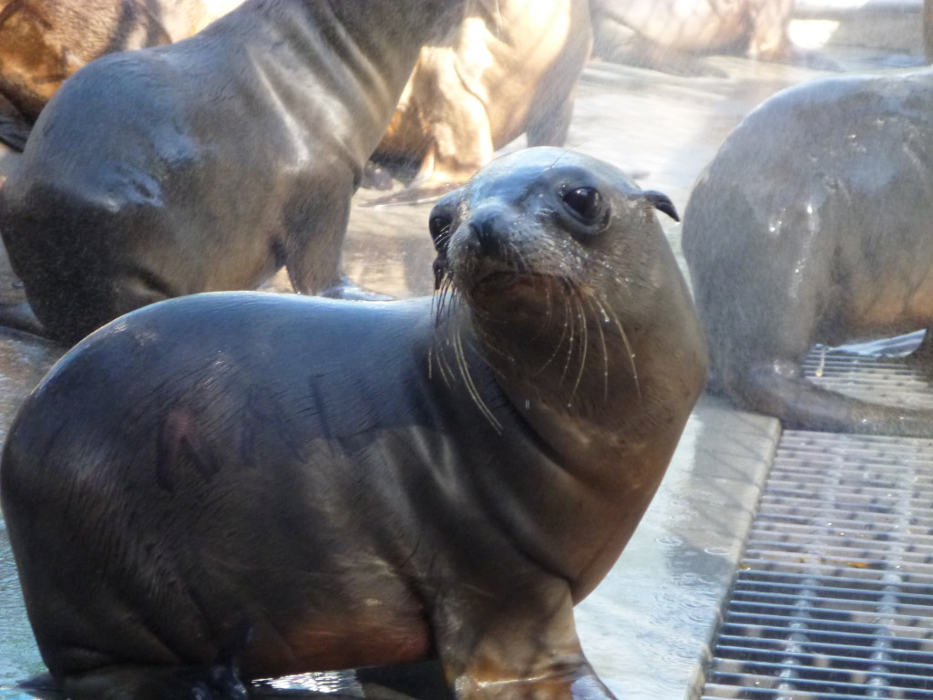 California sea lion strandings alarm scientists - The National Wildlife