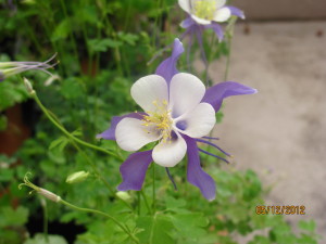 The columbine is one of the most popular native plants of Colorado gardeners. Photo by John Gale.