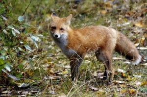 A fox similar to the one in this photo has been seen roaming the new Rocks to Roots demonstration wildlife habitat in Austin. [Photo: USFWS]
