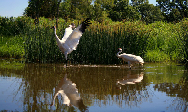 The endangered Whooping Crane is one of many iconic species at risk from tar sands development. (Photo: flickr.com/Naturesfan1226)
