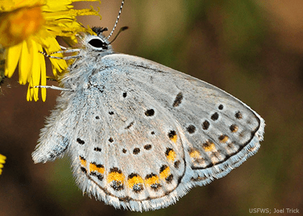 Endangered Karner Butterfly