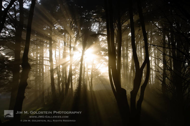Sun shining through a grove of Monterey Pines (Pinus radiata) - San Francisco, California.