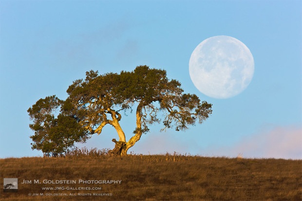 Perigee Moon & California Oak near the Monterey coast, California.