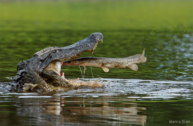 Alligator and Florida gar. Photo by Marina Scarr. 2012 National Wildlife Photo Contest honorable mention.