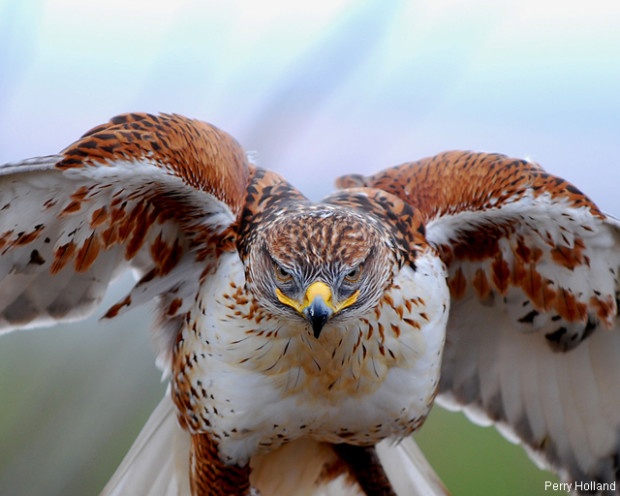 Ferruginous hawk. Photo by Perry Holland. National Wildlife Photo Contest donated entry.