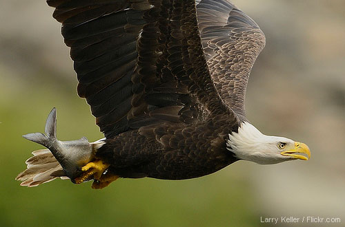 Bald eagle carrying fish