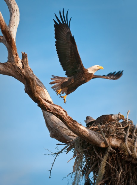 Bald eagle taking flight.