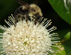 Bumblebee on buttonbush by Laura Tangley