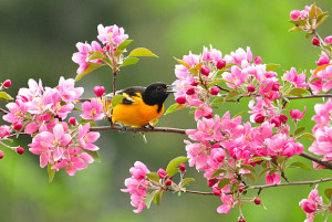 Baltimore Oriole by Lynn Cleveland