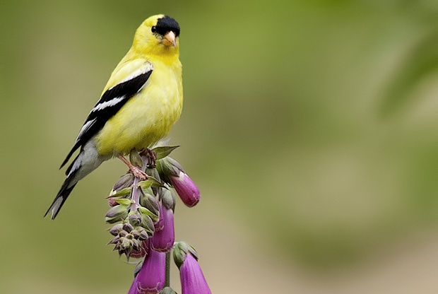 American Goldfinch by Maggie Bond