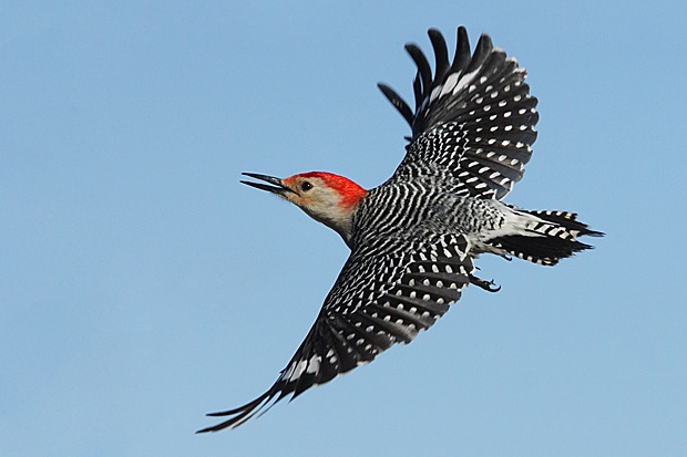 Red-bellied Woodpecker by Howard Cheek