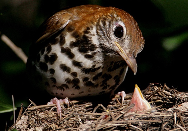 Wood Thrush by Hal and Kirsten Snyder