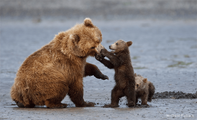 Brown bear cub gets its mother in a muzzle-lock. Photo by Michael Pollack. 2012 National Wildlife Photo Contest entry, Baby Animals category.