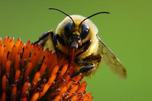 Bumblebee on Coneflower by Josh Mayes