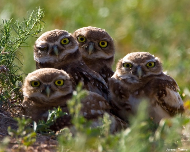 Burrowing owls. Photo by James Turner. National Wildlife Photo Contest donated entry.