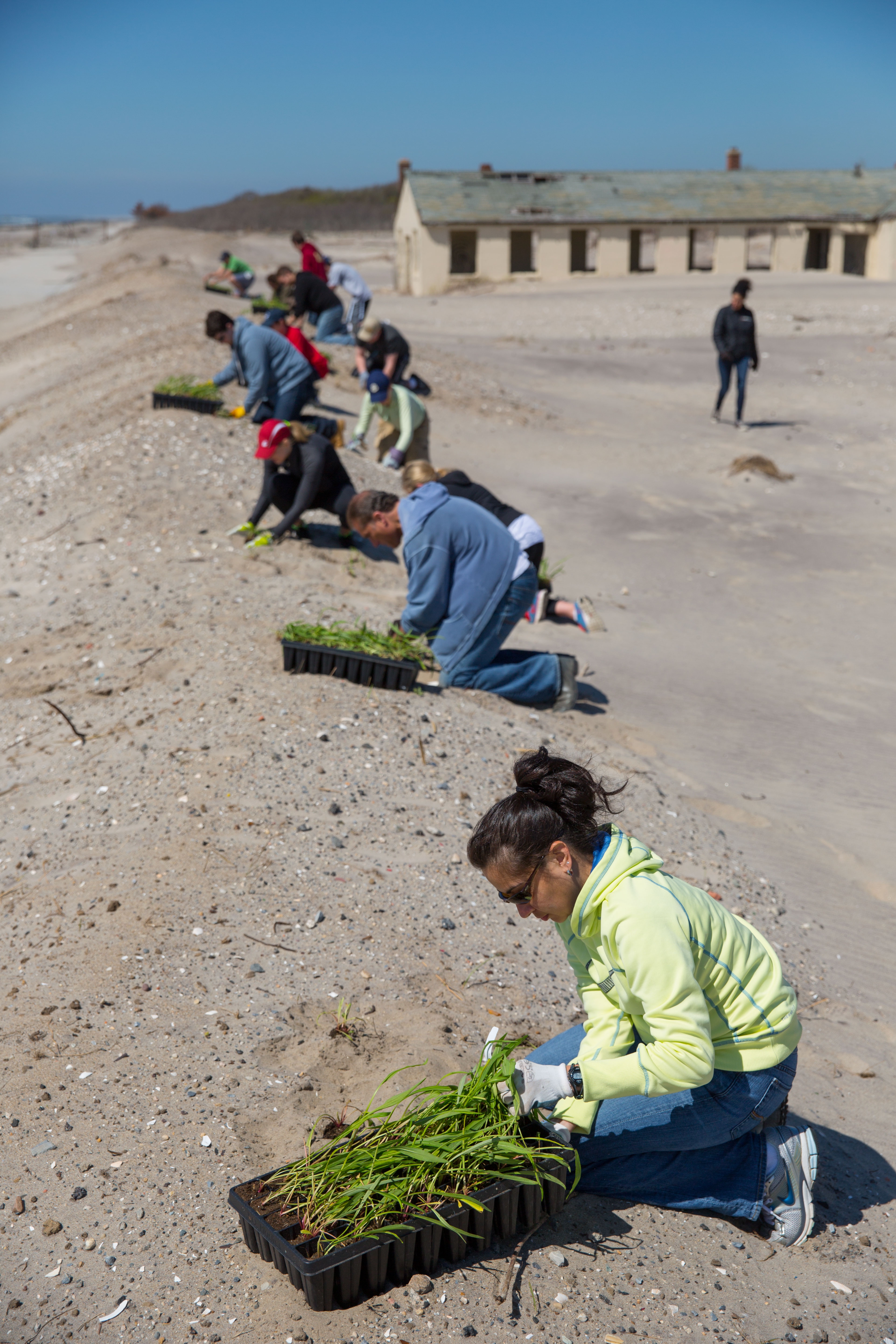 NWF volunteers spent the day planting native grasses to help rebuild dunes devastated by Hurricane Sandy