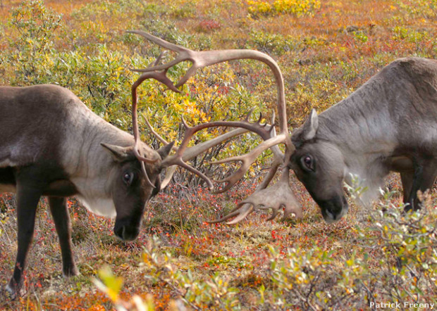 Caribou. Photo by Patrick Freeny. National Wildlife Photo Contest donated entry.