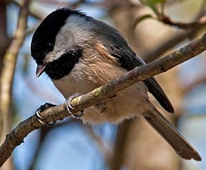 Chickadee by Patricia McCairen