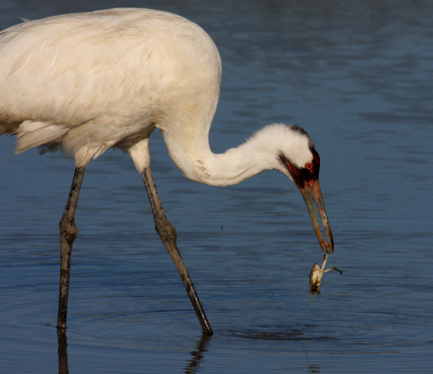 A whooping crane plucks a blue crab from the Aransas National Wildlife Refuge in Texas. Photo by David Sager, an entrant in the National Wildlife Photo Contest. 