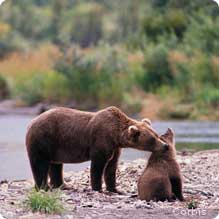 Grizzly bear with cub. Credit: Corbis