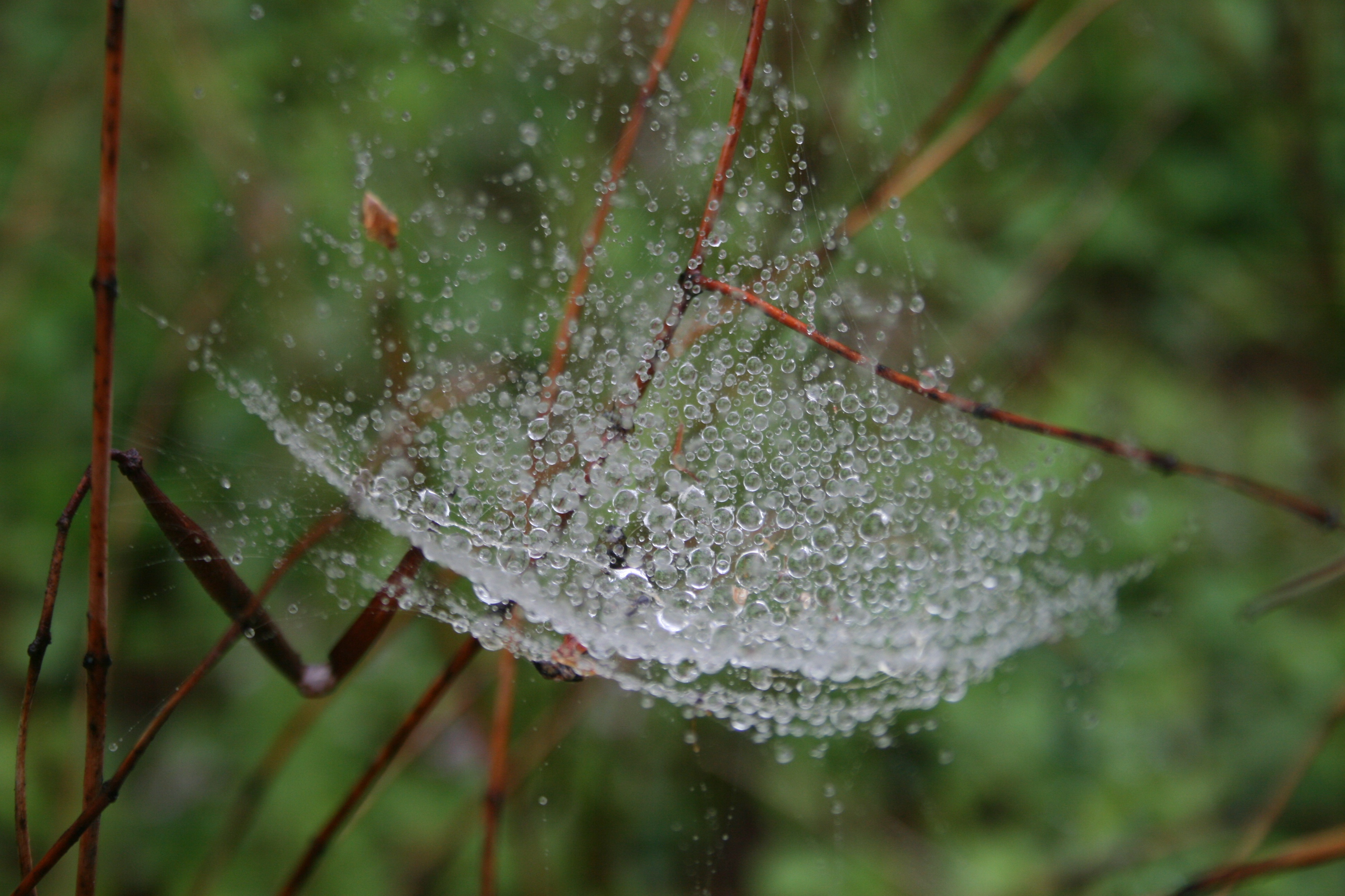 Spider webs glistening with dew