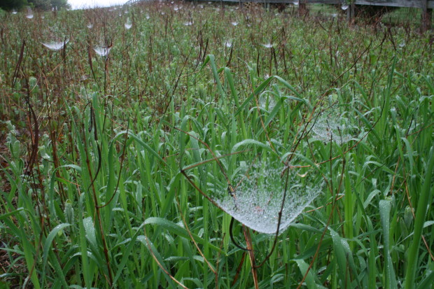 Spider webs glistening with dew
