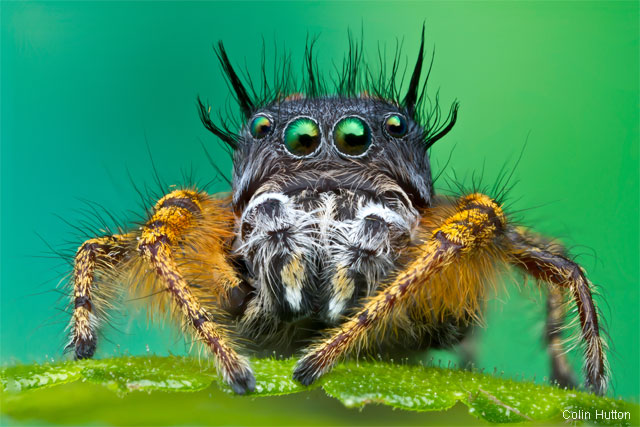 Jumping spider. Photo by Colin Hutton. 2012 National Wildlife Photo Contest winner.