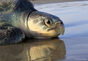 Kemp's ridley sea turtle. Photo by Ronald Wooten. National Wildlife Photo Contest donated entry.